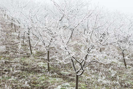 Trees in orchard covered by snow の写真素材