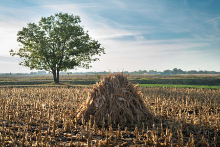 Autumn corn field after harvestingの写真素材