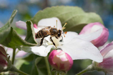 bees in the apple blossom in spring