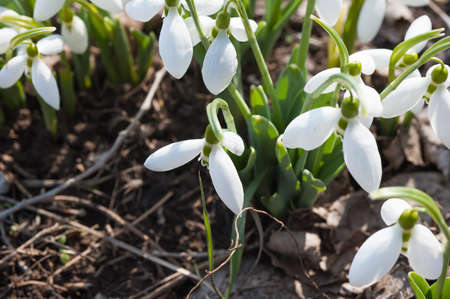 Spring snowdrop in snow closeup