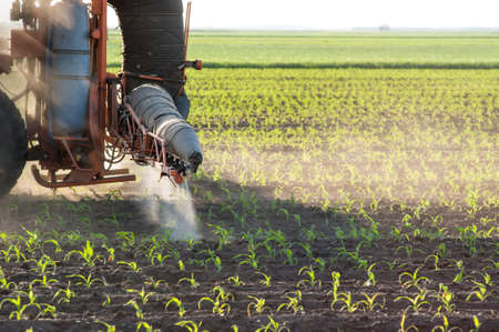 Tractor fertilizes crops corn in springの写真素材