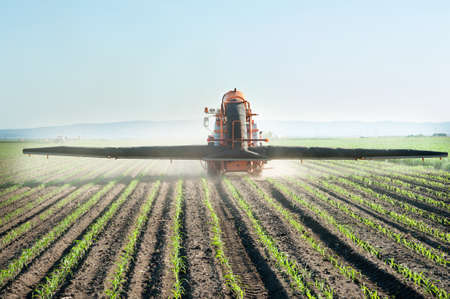 Tractor fertilizes crops corn in springの写真素材