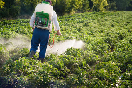 Man spraying vegetables in the gardenの写真素材