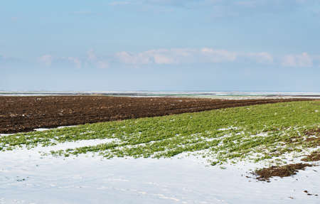 agricultural field of under the snowの写真素材