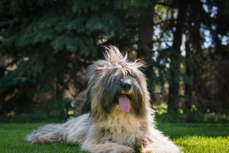 Tibetan Terrier dog lying on lawn