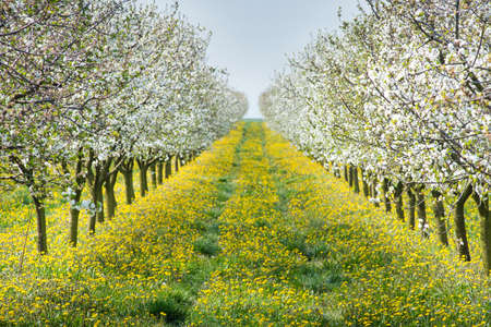 Blossoming apple orchard  in springの写真素材