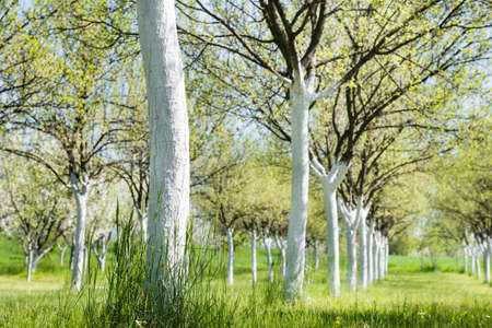 Blossoming plum orchard  in spring