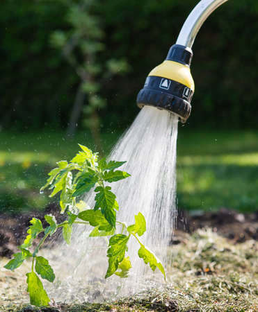 Watering seedling tomato in vegetable garden
