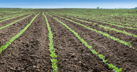 Soybean Field Rows in spring