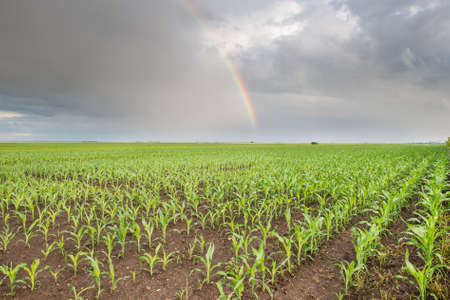 Rainbow over corn fields after the rainの写真素材