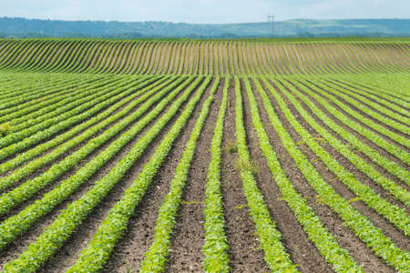 soybean field with rows of soya bean plantsの写真素材