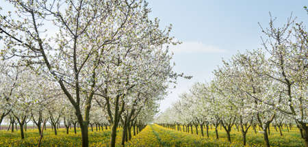 Blossoming apple orchard  in springの写真素材