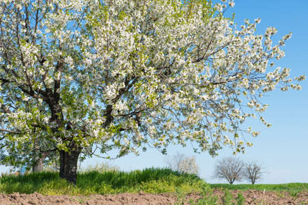Single blossoming tree in spring.の写真素材