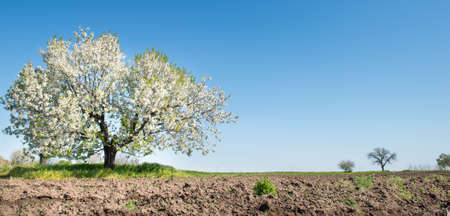 Single blossoming tree in spring.の写真素材