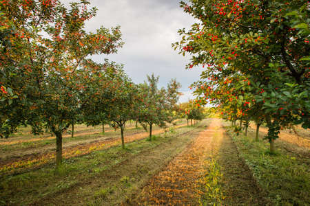 Ripening cherries on orchard treeの写真素材