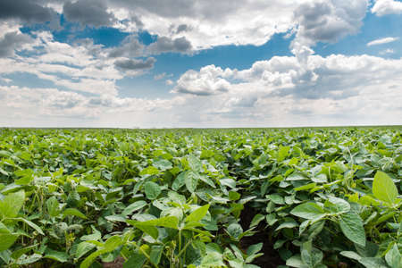 Soybean Field Rows in summerの写真素材
