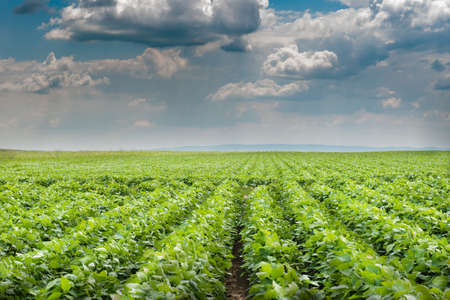Soybean Field Rows in summerの写真素材