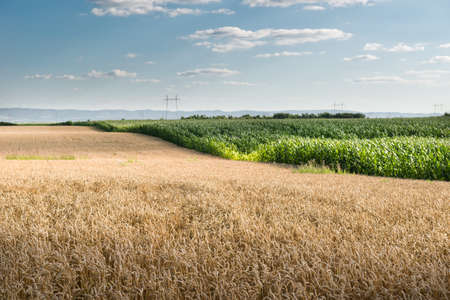 field of ripe wheat at sunsetの写真素材