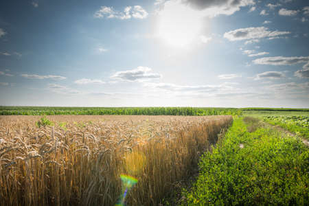 field of ripe wheat at sunsetの写真素材