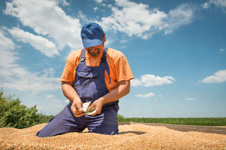 happy farmer during harvest wheatの写真素材