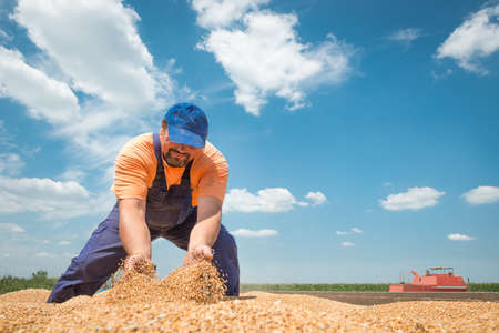 happy farmer during harvest wheatの写真素材