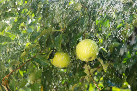 apple tree in the rainの写真素材