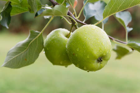 Closeup of green apples on a branch in an orchardの写真素材
