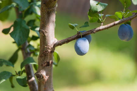 Closeup of plum on a branch in an orchardの写真素材