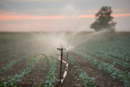 irrigation of vegetables into the sunsetの写真素材