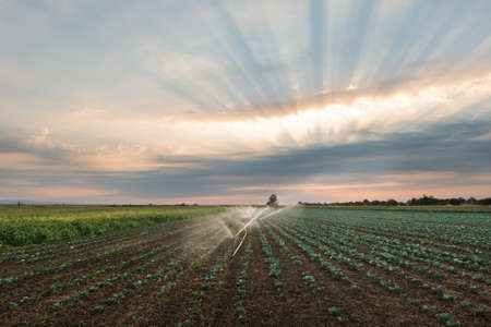 irrigation of vegetables into the sunsetの写真素材