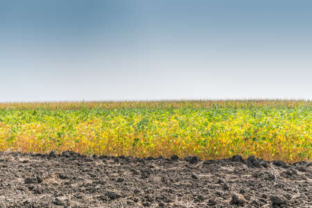 Field of Soybeans close to Harvestの写真素材