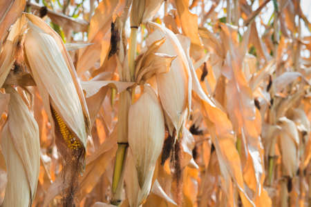 Corn on the stalk in the fieldの写真素材
