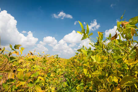 Field of Soybeans close to Harvestの写真素材