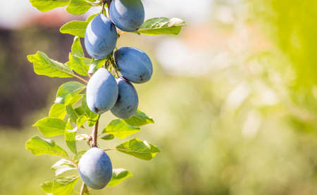 Closeup of plum on a branch in an orchardの写真素材
