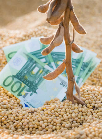 Euro banknote with ripe soybeanの写真素材