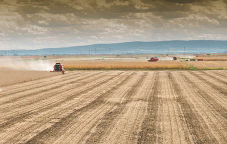 Harvesting of soy bean field with combineの写真素材