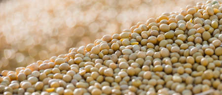 Close up photo of soybean after harvestの写真素材