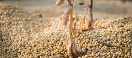 Close up photo of soybean after harvest の写真素材
