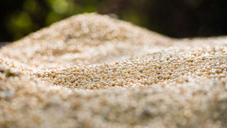 Close up photo of soybean after harvestの写真素材