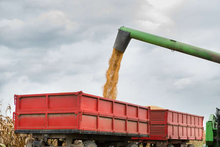 Pouring soy bean into tractor trailerの写真素材