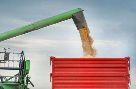 Pouring soy bean into tractor trailer