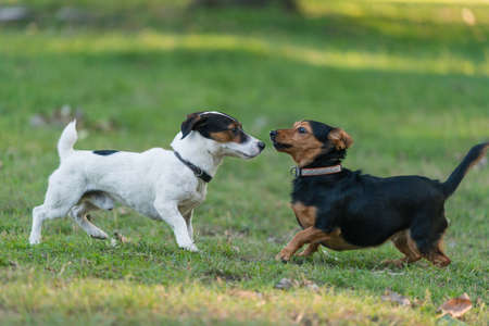 two little dog meeting in parkの写真素材