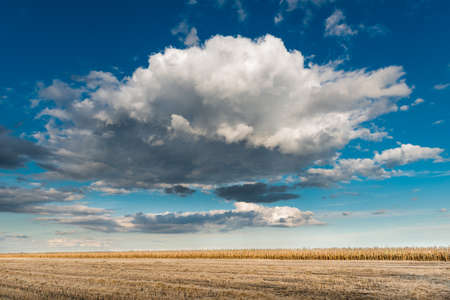 Field of corn close to Harvestの写真素材