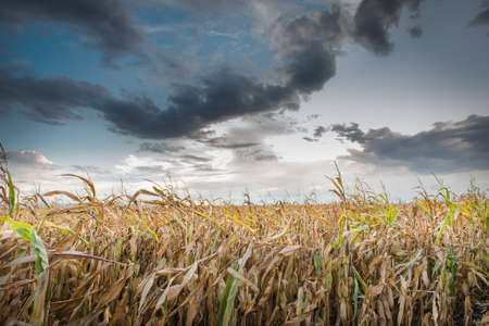 Field of corn close to Harvestの写真素材
