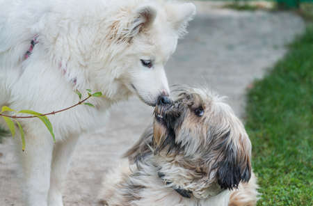 tibetian terrier and samoyed first meeting