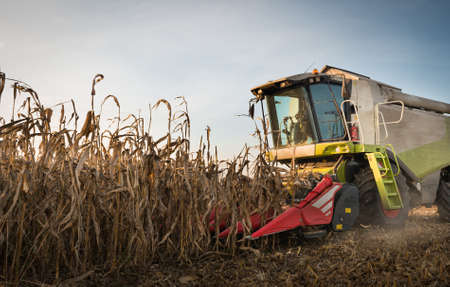 Combine harvesting crop corn grain fields の写真素材