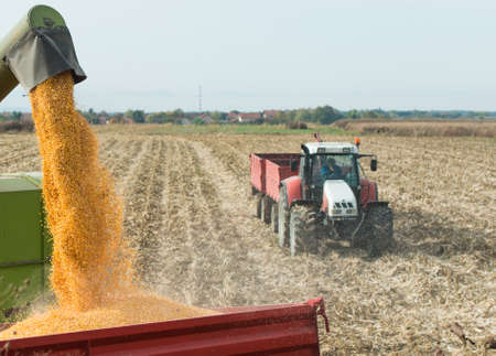 Unloading a bumper crop of corn after harvestの写真素材