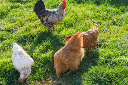 farm chickens eating  in the meadowの写真素材