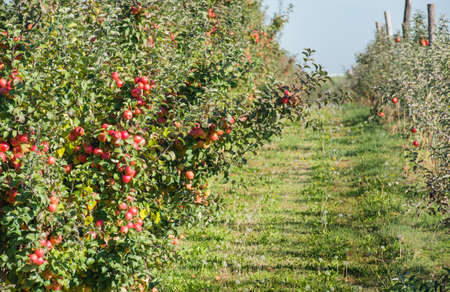 Trees with red apples in an orchard