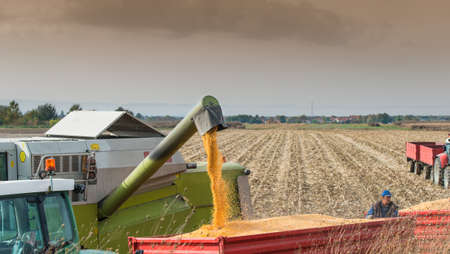 Unloading a bumper crop of corn after harvestの写真素材